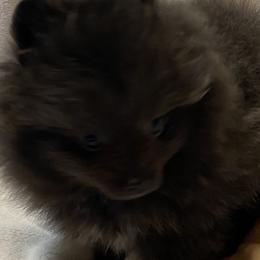Candy - Black female Pomeranian puppy in Delta Junction, Alaska from Princess’s Poms