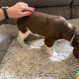 English Springer Spaniel Puppies from Timothy Naylor