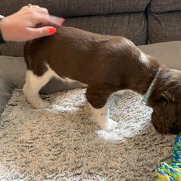 English Springer Spaniel Puppies from Timothy Naylor