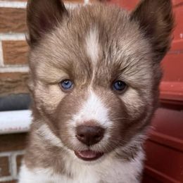 Siberian Huskies from Jones Siberian Huskies