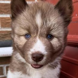 Siberian Huskies from Jones Siberian Huskies