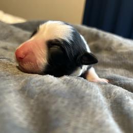 Bean - Black and white male Border Collie puppy in Franklin, Maine from Broad Meadow Borders