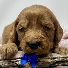 Aspen's Blue Female - Apricot female Goldendoodle puppy in Great Falls, Montana from Montana Goldendoodles