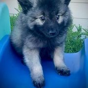 "Bluey" Keeshond Puppies from Kozy Keeshonden