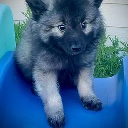 "Bluey" Keeshond Puppies from Kozy Keeshonden