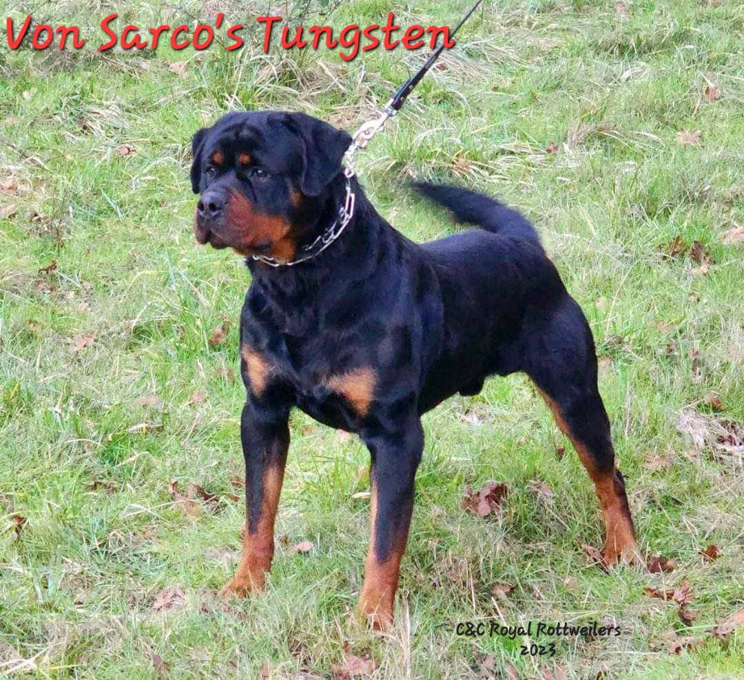 Tungsten - Rottweiler