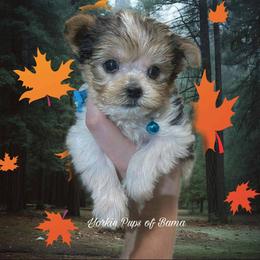 Yorkshire Terrier Puppies from Yorkie Pups of Bama