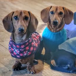 Blueprint Something In The Orange MS Neo - Red male Dachshund puppy in Mountain Grove, Missouri from Blueprint K9 Dachshunds- www.BlueprintK9.com