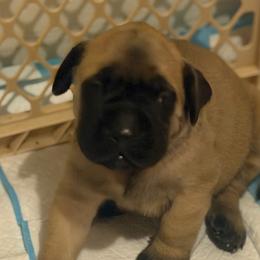 Orange Collar - Fawn female Mastiff puppy in Lincolnton, North Carolina from Little Mountain Mastiffs