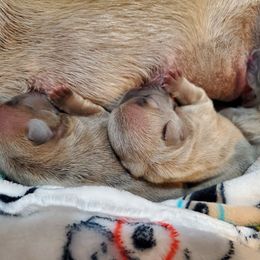 French Bulldog Puppies from Basket of love bulldogs