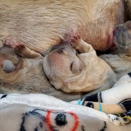 French Bulldog Puppies from Basket of love bulldogs