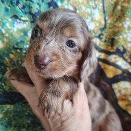 Puppy 3 - Dapple male Dachshund puppy in Clayton, Indiana from Love Struck Miniature Dachshunds