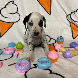 Pistachio- Green- HUA - White and black male Dalmatian puppy in Claremore, Oklahoma from Lotsofdots Dalmatians