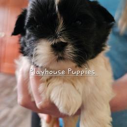 Aladdin - Black and white male Shih Tzu puppy in Lebanon, Missouri from Playhouse Puppies