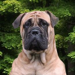 Liz - Bullmastiff