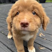 French Bulldog and Nova Scotia Duck Tolling Retriever Puppies from Folklore Den