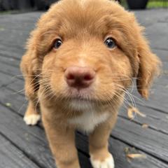 French Bulldog and Nova Scotia Duck Tolling Retriever Puppies from Folklore Den