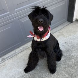 Juno - Giant Schnauzer