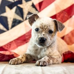 Orange girl - Red mottled female Australian Cattle Dog puppy in Corning, California from Diamond U Doodles & True Grit Stockdogs