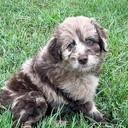 Lady Harriett - Chocolate female Assorted Doodle Crosses puppy in Kansas City, Missouri from Beary GoldenDoodles