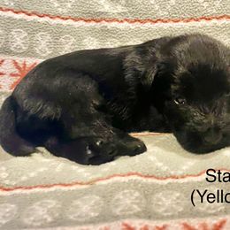 Star (Yellow) - Black female Scottish Terrier puppy in Jefferson, North Carolina from McGuire’s High Country Terriers