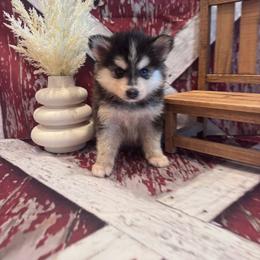 Staten - Black and white male Pomsky puppy in Bucyrus, Missouri from Hill Top Pomskies