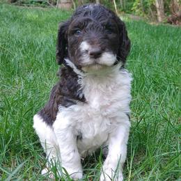 Tiramisu - Parti male Poodle puppy in Clayton, Washington from Short Legs & Curly Wags LLC