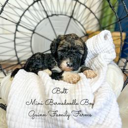 Bolt - Tri-color male Bernedoodle puppy in Grove, Oklahoma from Guinn Family Farms