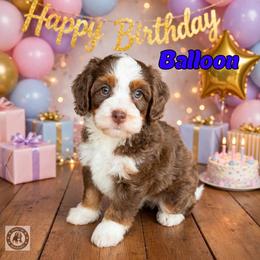Balloon - Chocolate merle male Bernedoodle puppy in Banner Elk, North Carolina from Walnut Tree Bernedoodles