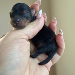 Dolce - Black and tan male Yorkshire Terrier puppy in Illinois from Pretty Little Yorkies