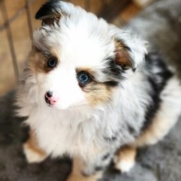 Holmes - Blue merle Toy Australian Shepherd puppy in Long Lane, Missouri from Sunshine Sugar B Mini Aussies