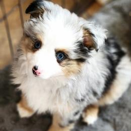Holmes - Blue merle Toy Australian Shepherd puppy in Long Lane, Missouri from Sunshine Sugar B Mini Aussies