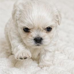 Boy 1 - male Shih Tzu puppy in Riverside, California from Be Dazzled Shihtzu