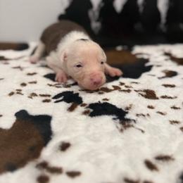 Ben - White and red male Border Collie puppy in Washburn, Missouri from BS Farms