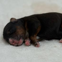 Ginger - Sable female Bernedoodle puppy in Clermont, Florida from Shadow Bernedoodles & Dog Training