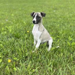 Whippet Puppies from Hertzog  Whippets