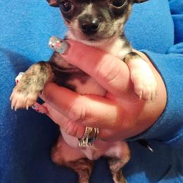 Louis - Black and white male Chihuahua puppy in Amity, Pennsylvania from Baxters Chihuahuas