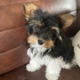 Karlie - Biewer Terrier