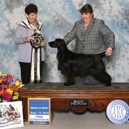 Phil - Field Spaniel