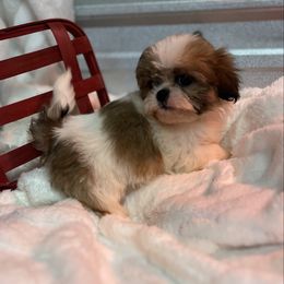 AKC Kylee - Red and white female Shih Tzu puppy in Elgin, South Carolina from Silver Bells Paw Prints