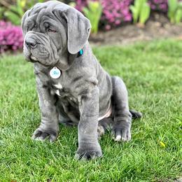 Neapolitan Mastiff puppies from Red Rock Neapolitan Mastiffs