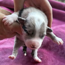 Girl 3 - Blue merle female Border Collie puppy in East Ellijay, Georgia from Nine Peaks Border Collies