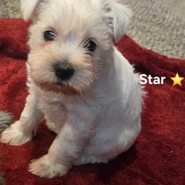 Star - White female Miniature Schnauzer puppy in Dozier, Alabama from The Bearded Lady Miniature Schnauzers