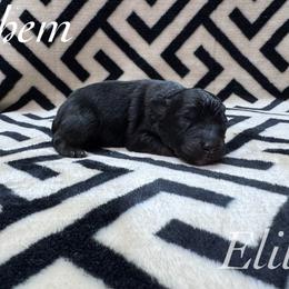 Chem - Black tri male Miniature Australian Shepherd puppy in Corpus Christi, Texas from Elite Miniature Australian Shepherds