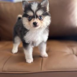 Lumi - Black and white female Pomsky puppy in Mesa, Arizona from Platinum Pomskies