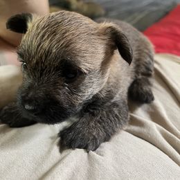 Cairn Terrier Puppies from Shining Waters Farm