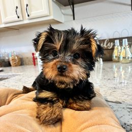 Bonnie - Blue and gold female Yorkshire Terrier puppy in Yuma, Arizona from Yuma Yorkie