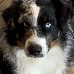 Rip - Australian Shepherd