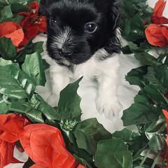 Havana Silk Dog Puppies from Joyful Heart Silks