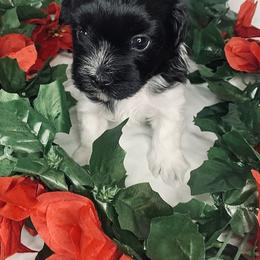 Havana Silk Dog Puppies from Joyful Heart Silks